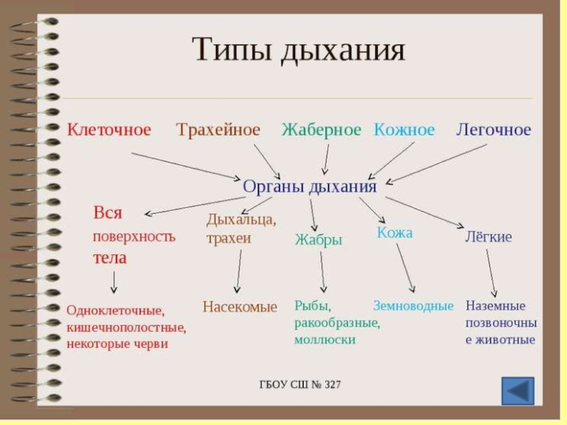 Дыхательная система биология 8. Типы дыхания клеточное кожное трахейное жаберное легочное. Кластер по дыхательной системе. Кластер на тему дыхание человека. Кластер дыхательная система.