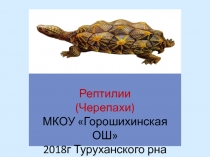 Презентация по биологии 7 класса Рептилии(черепахи)