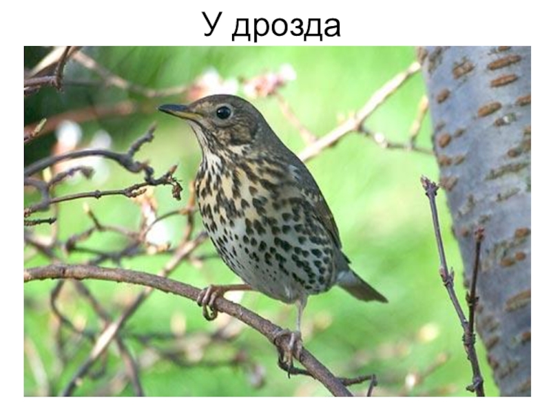 Дрозд певчий птица. Светлогрудый дрозд. Певчий дрозд перелетная птица или зимующая. Дрозды не танцую. Певчий дрозд самка.