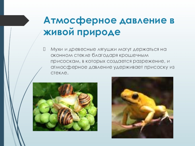 Давление в природе. Влияние атмосферного давления на живые организмы. Атмосферное давление в природе. Давление в живой природе доклад. Атмосферное давление в живой природе.