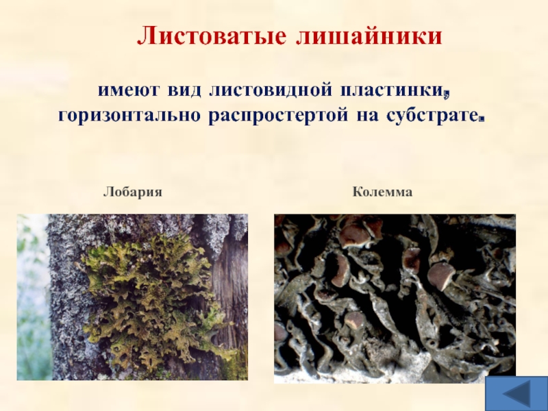 Виды лишайников. Листоватые лишайники названия. Название листовых лишайников. Листовидные лишайники. Листоватые лишайники представители.