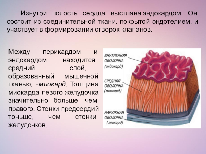 Сердце состоит из слоев. Строение сердца ткани. Полость сердца выстлана. Внутренняя оболочка эндокард. Внутренняя оболочка сердца.