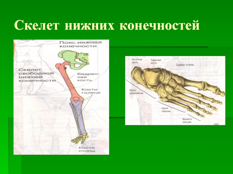 7 скелет конечностей. Скелелет нижней конечности. Скелет нижней конечности человека. Скелет ноги биология. Скелет нижних конечностей презентация.
