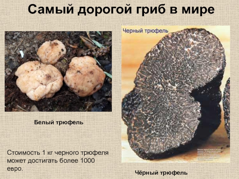 Самый дорогой гриб в миреЧёрный трюфельБелый трюфельСтоимость 1 кг черного трюфеля может достигать более 1000 евро.