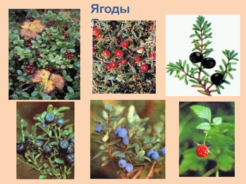 Растения ямала фото и описание
