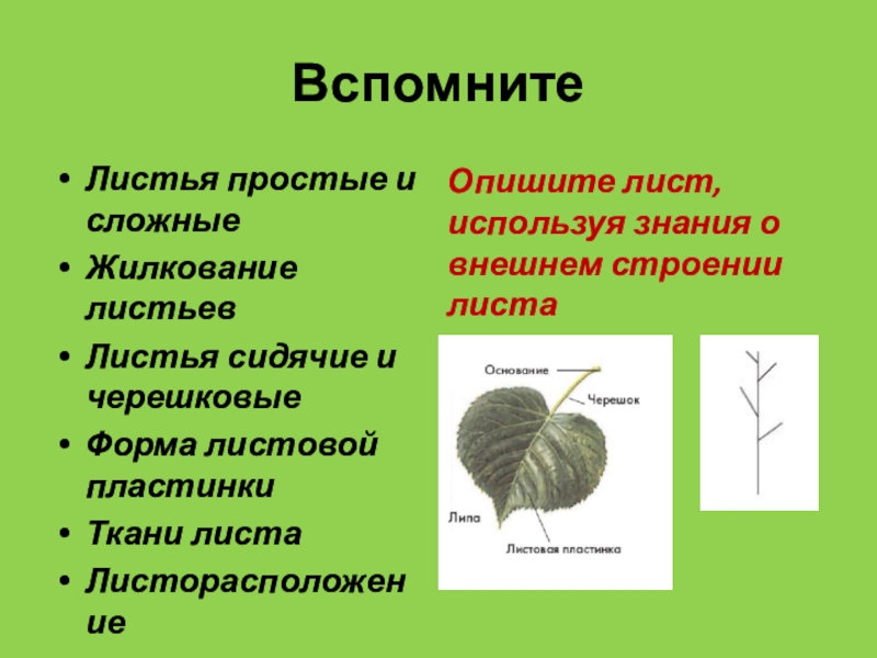 Простое жилкование листьев. Лист использования. Форма листовой пластинки капусты. Из аценкого листа используют.