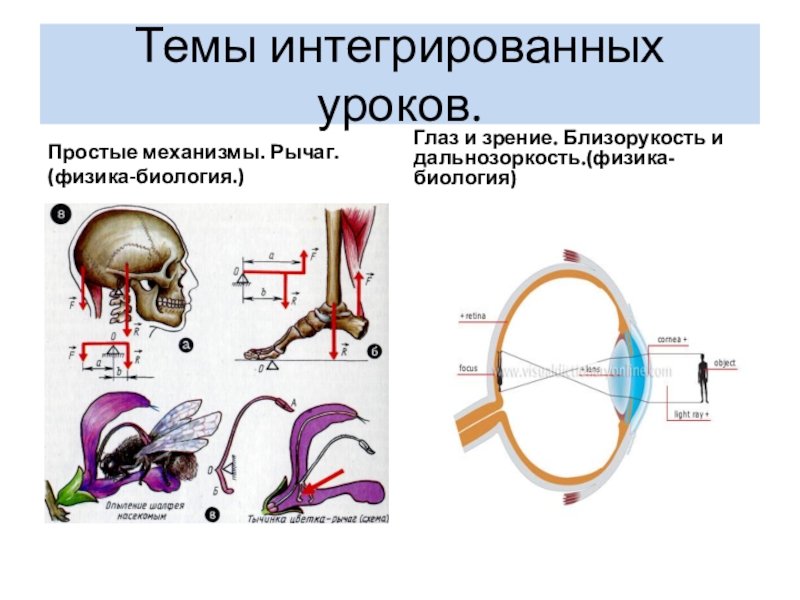 Физика в биологии примеры