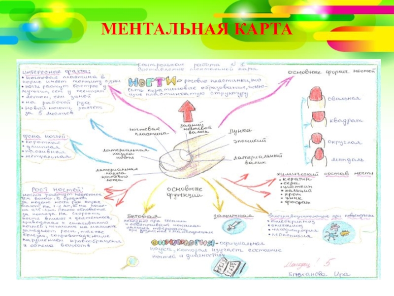 Ментальная карта по биологии 8 класс