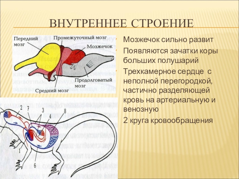 У каких животных впервые появляется. Кора головного мозга пресмыкающихся. Зачатки коры больших полушарий. У кого впервые появляется головной мозг. Кора у пресмыкающихся.