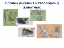 Резентация по биологии 7 класс на тему Органы дыхания и газообмен у животных