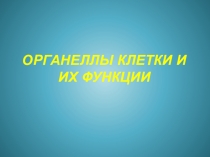 Презентация Органеллы клетки и их функции