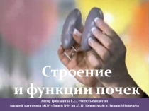 Презентация по биологии на тему строение и функции почек