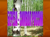 Презентация для внеклассного мероприятия Белая береза