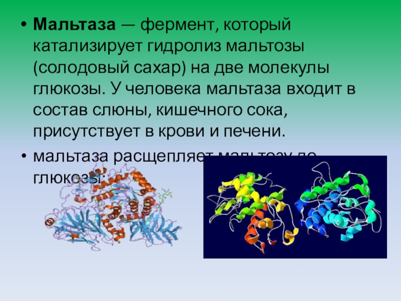 Проект по теме ферменты