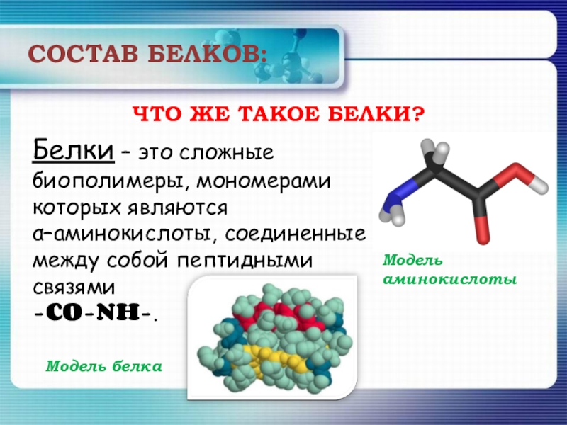 Белки химические. Белки. Белок химия. Белки химические соединения. Белки определение.