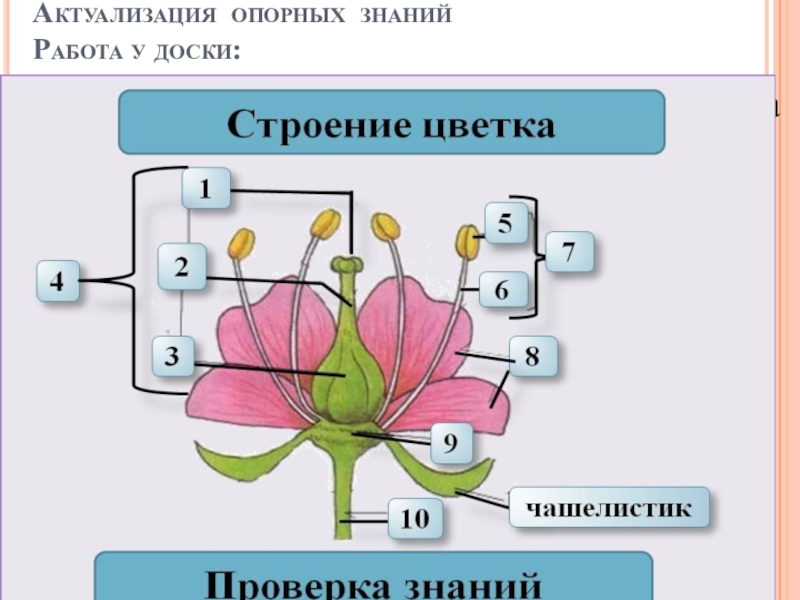 Изображение цветов 6 класс. Строение цветка. Структура цветка. Строение цветка биология. Схема строения цветка.