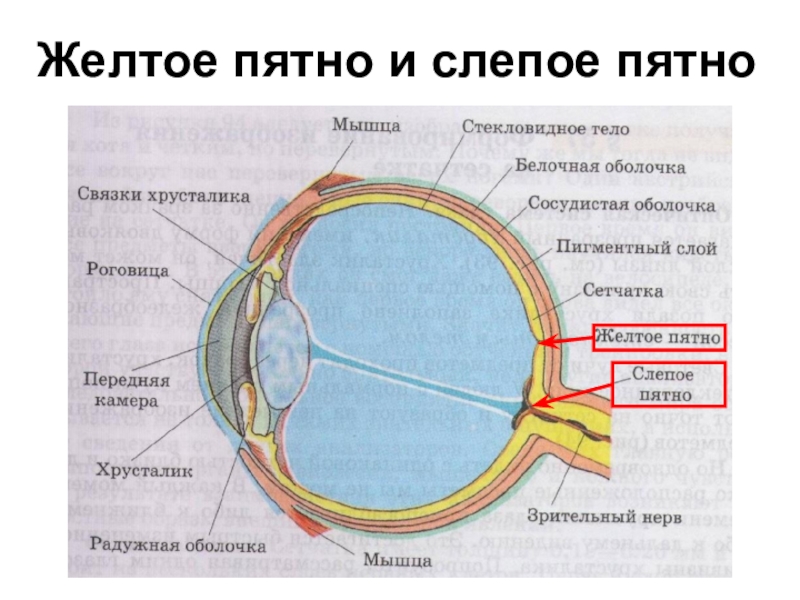 Глаз рисунок по биологии 8 класс