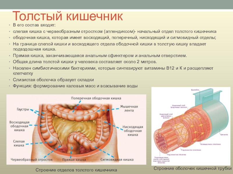 Является его и состоит. Строение толстой кишки анатомия. Функции отделов Толстого кишечника. Строение Толстого отдела кишечника. Строение Толстого кишечника анатомия.