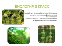 Презентация по биологии 5 класс Плауны. Хвощи. Папоротники