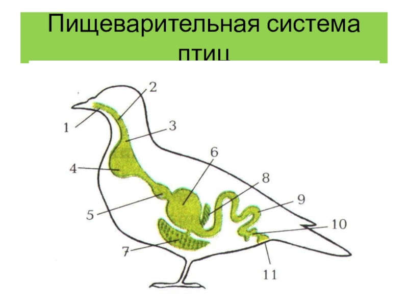 Биология 7 класс рисунок 156