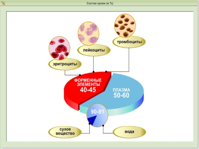Состав крови рисунок