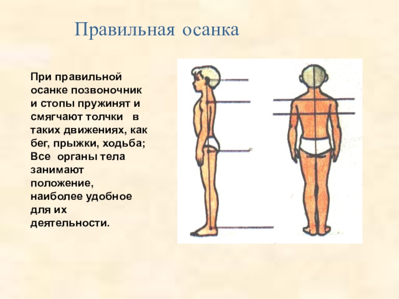 Правильная осанка. Правильная осанка у человека. Позвоночник при правильной осанке. Правильное расположение осанки.