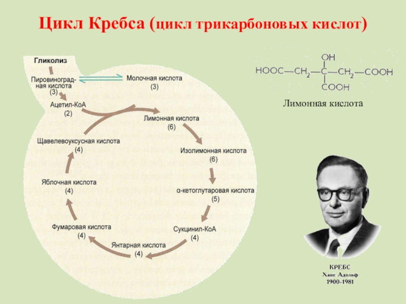 Цтк биохимия схема