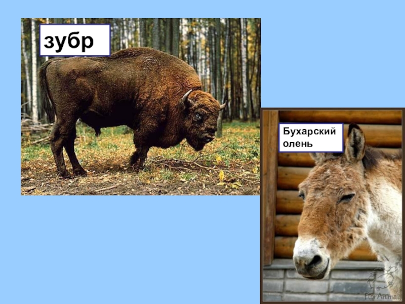 зубр оленевые. зубр и лось.