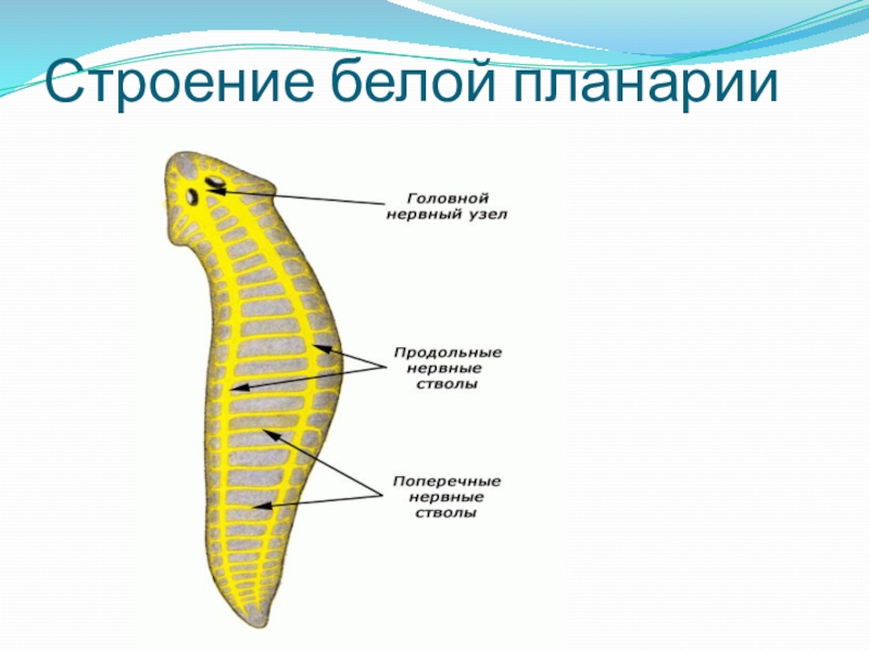 Плоские черви рисунок