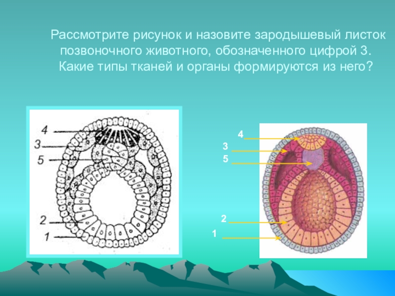 Рисунок зародышевых листков