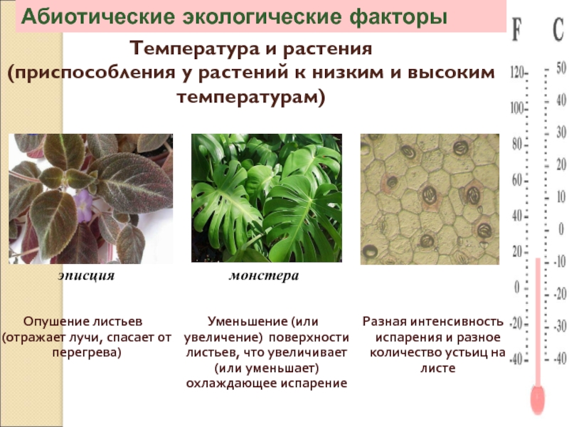 Абиотические экологические факторыТемпература и растения           (приспособления у