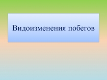 Презентация по биологии на тему Видоизменения побегов (6 класс)