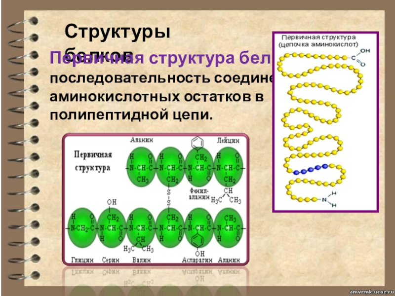 Химическая связь первичной структуры. Структура белка биология 10 класс. Первичная структура белка отражает. Структура белка химия 10 класс. Структура белка в полипептидной цепи.
