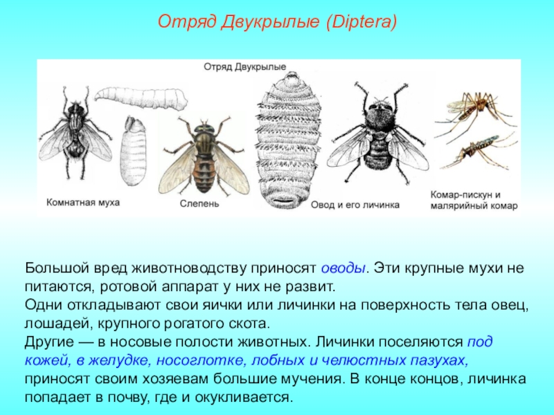 Отряд двукрылые презентация