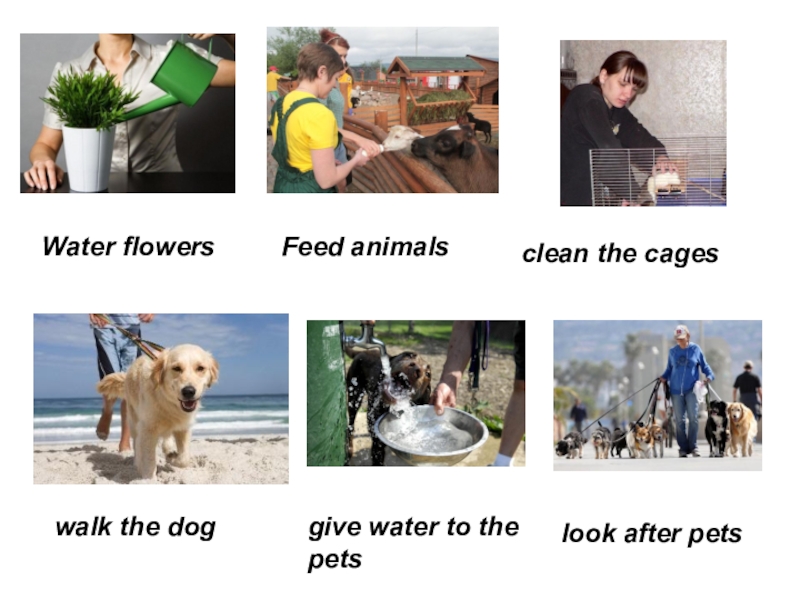 Look after your pet. Look after Pets. Look after animals. Give Water to the Pets. Look after Flower.