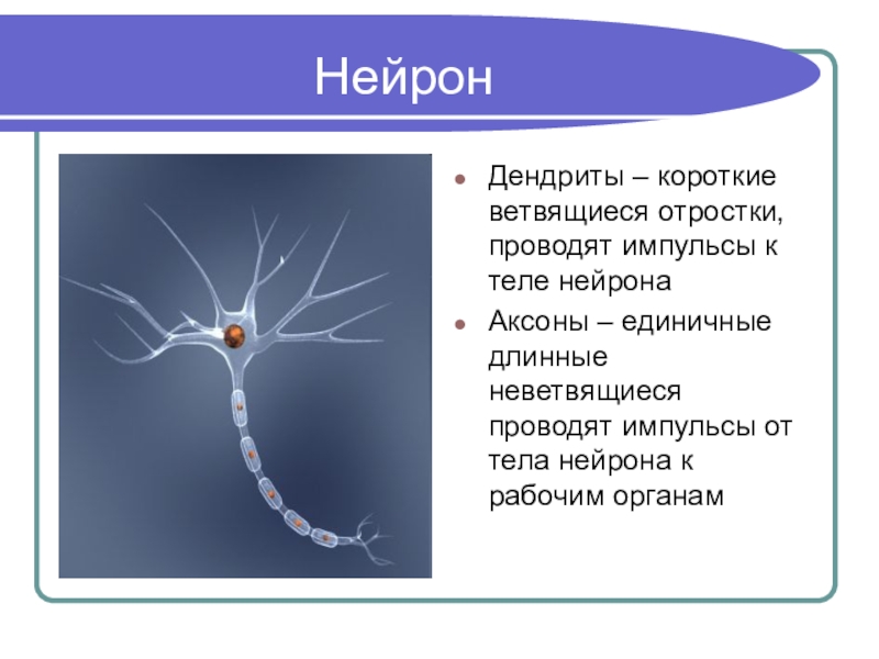 Как называется короткий нейрона. Нервная клетка дендриты и аксоны. Дендриты Аксон тело нейрона. Дендрит это отросток нейрона. Дендриты это короткие ветвящиеся отростки.