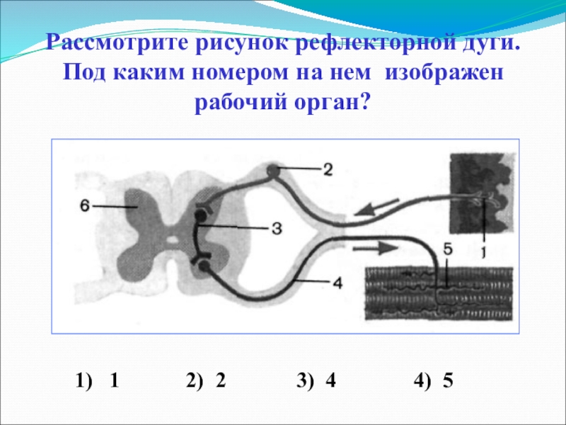 Выберите 3 верно обозначенные подписи к рисунку на котором изображено строение рефлекторной дуги