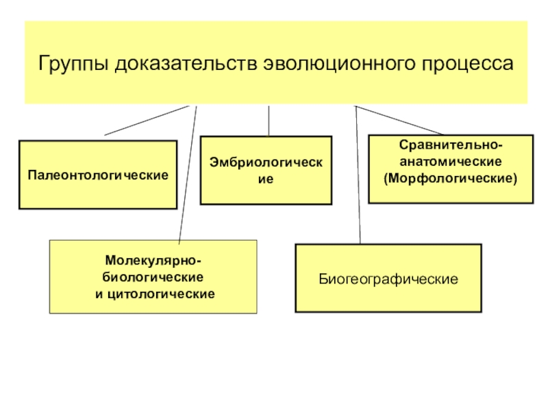 К какой группе доказательств. Группы доказательств эволюционного процесса. Группы доказательств эволюционного процесса таблица. Схема доказательства эволюции. Доказательства эволюции органического мира презентация 11 класс.