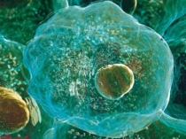 Презентация для внеурочного занятия по биологии Органоиды клетки (9 класс)