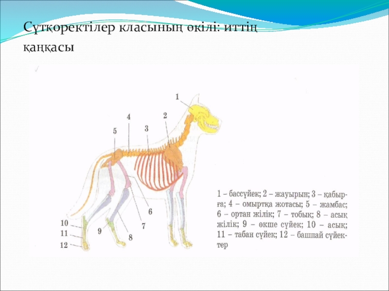 Сүтқоректілер класы презентация