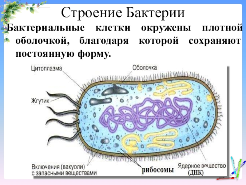 Пару бактерий. Основные части бактериальной клетки. Молочнокислые бактерии строение клетки. Строение бактериальной клетки 5 класс биология. Строение бактерий бактерий.