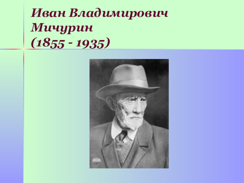 Мичурин токио. Иван Владимирович Мичурин. Иван Владимирович Мичурин (1855-1935). Мичурин ученый селекционер. Мичурин Иван Владимирович достижения.