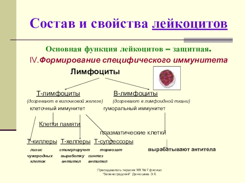 Лимфоциты это одна из групп