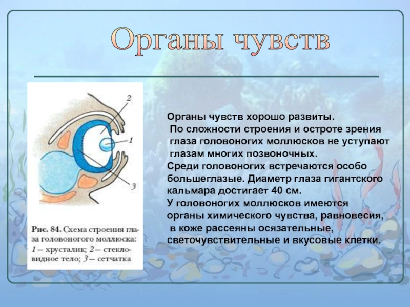 Органы чувств моллюсков. Строение глаза головоногих моллюсков. Органы чувств головоногих. Органы чувств головоногих моллюсков. Класс головоногие моллюски органы чувств.