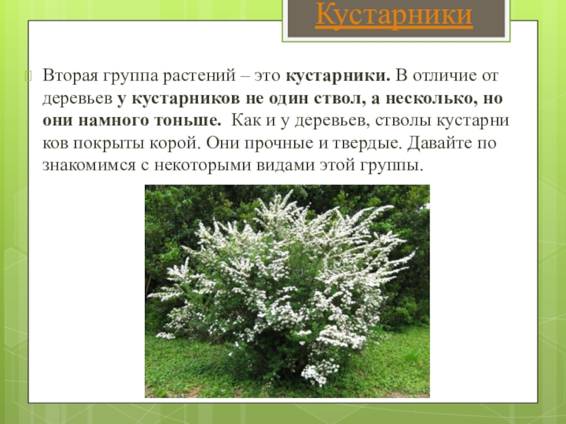 Кустарники 2 класс. Описание кустарника. Кустарники для проекта. Рассказ о кустарнике.