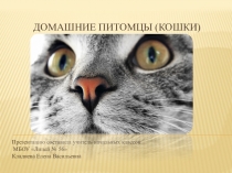 : Разновидности кошек.