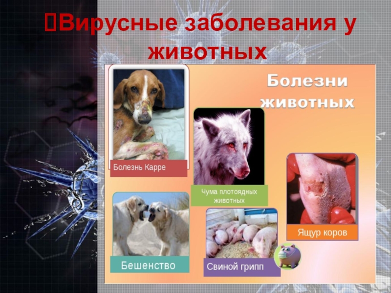 Чума плотоядных эпизоотология. Коронавирусный энтереит собак. Патология у животных. Патология у животных. Патология у животных.