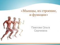 Презентация к уроку Мышцы,их строение и функции
