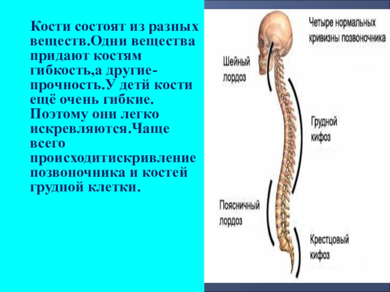 Какие вещества придают костям. Кости состоят из. Из чего состоит кость. Из чего состоит кость человека. Из чего состоят кости человека.