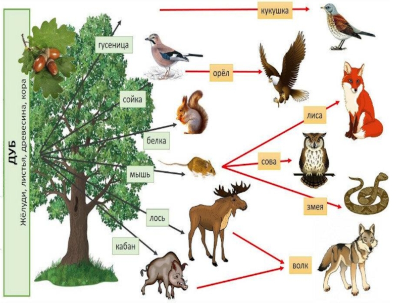Цепи питания 4 класс. Как животные получают энергию. Пищевая цепочка орла. Естествознание 7 класс. Пищевые цепи. Как животные организмы получают энергию.